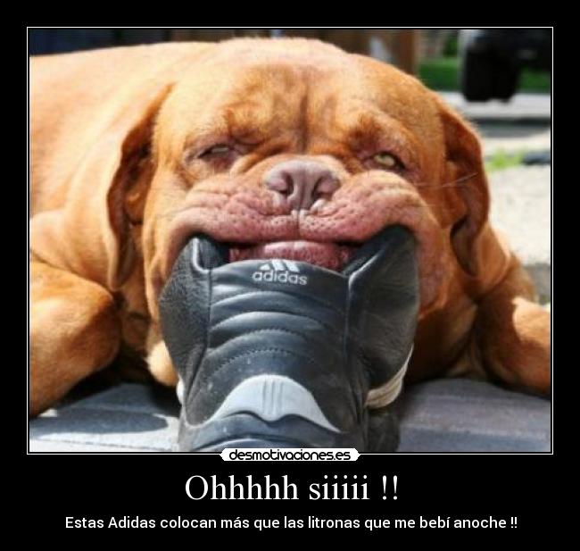 Ohhhhh siiiii !! - Estas Adidas colocan más que las litronas que me bebí anoche !!