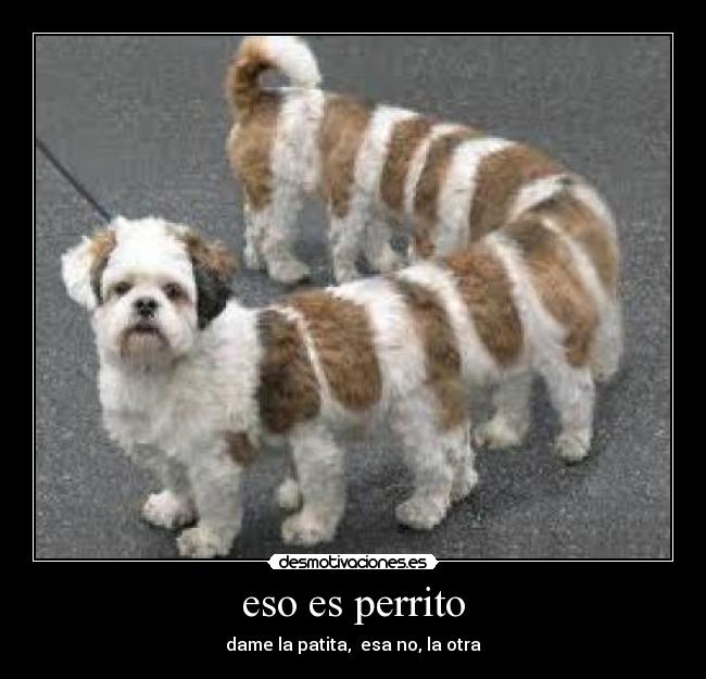 eso es perrito - 