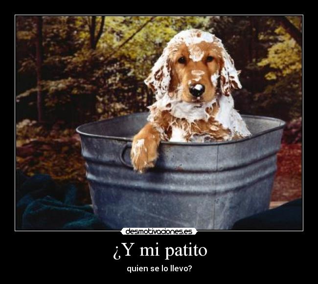 ¿Y mi patito -