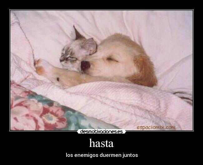 hasta - 