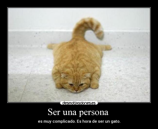 Ser una persona - es muy complicado. Es hora de ser un gato.