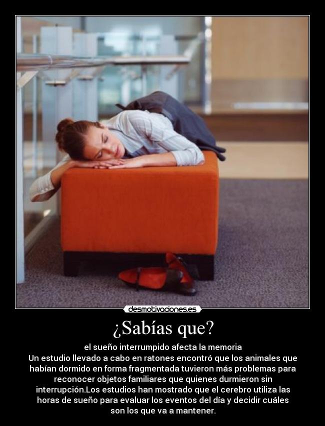 ¿Sabías que? - el sueño interrumpido afecta la memoria
Un estudio llevado a cabo en ratones encontró que los animales que
habían dormido en forma fragmentada tuvieron más problemas para
reconocer objetos familiares que quienes durmieron sin
interrupción.Los estudios han mostrado que el cerebro utiliza las
horas de sueño para evaluar los eventos del día y decidir cuáles
son los que va a mantener.