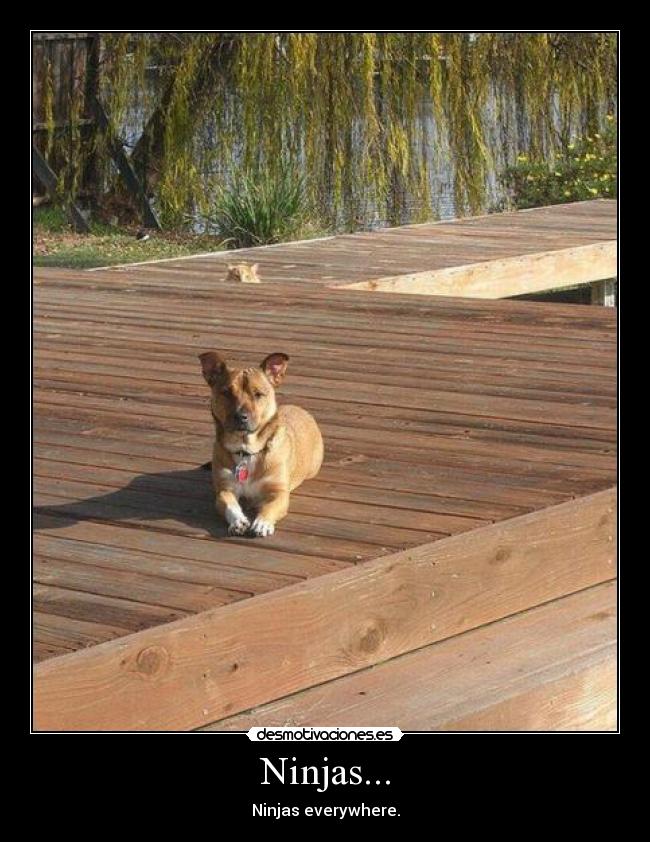Ninjas... -