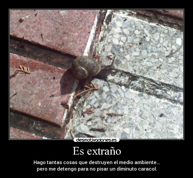 Es extraño - Hago tantas cosas que destruyen el medio ambiente...
pero me detengo para no pisar un diminuto caracol.