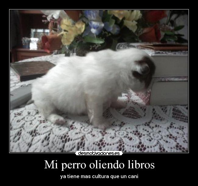 Mi perro oliendo libros - ya tiene mas cultura que un cani