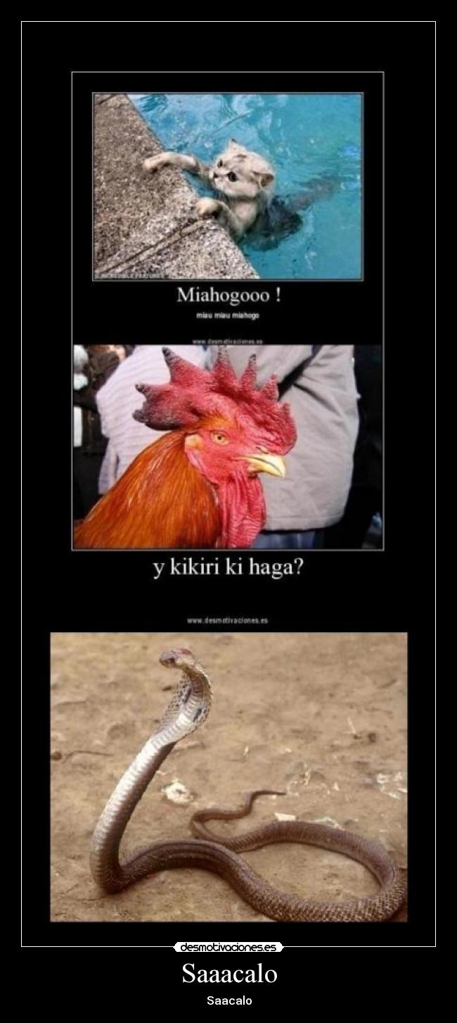 carteles animales desmotivaciones