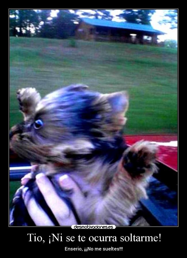 carteles perro soltar descapotable desmotivaciones