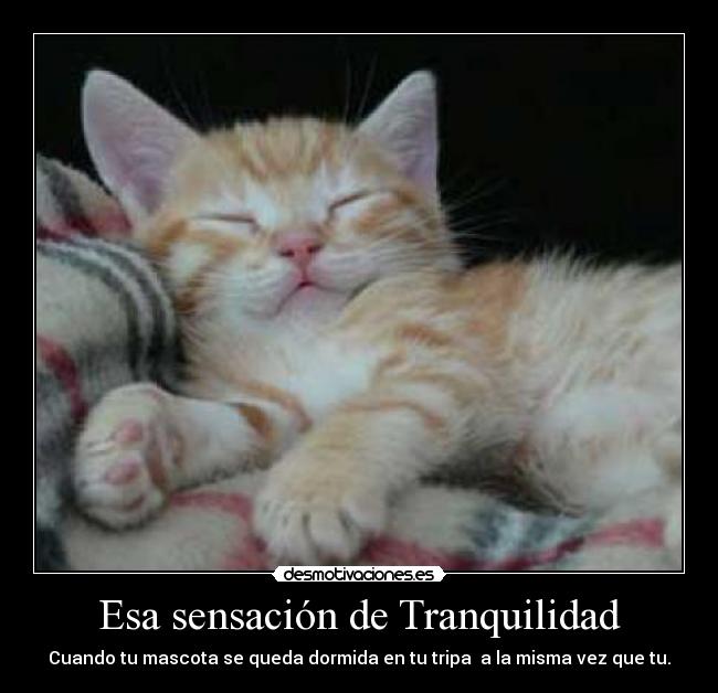 Esa sensación de Tranquilidad - Cuando tu mascota se queda dormida en tu tripa a la misma vez que tu.