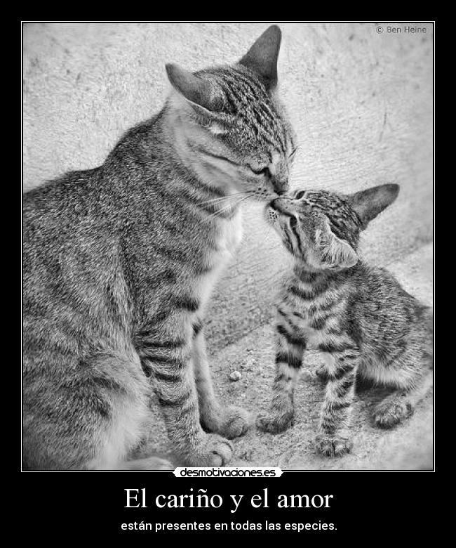 carteles amor amor aquello que une todas las especies desmotivaciones