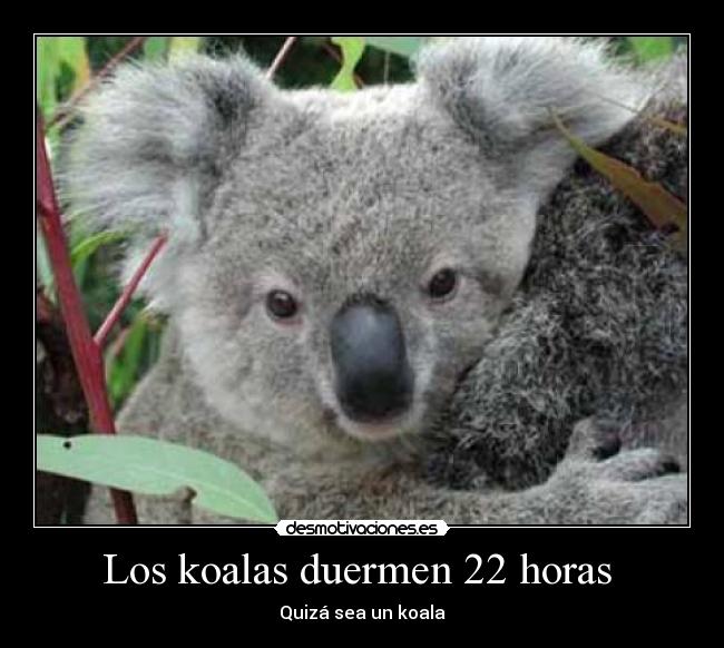 Los koalas duermen 22 horas  - 