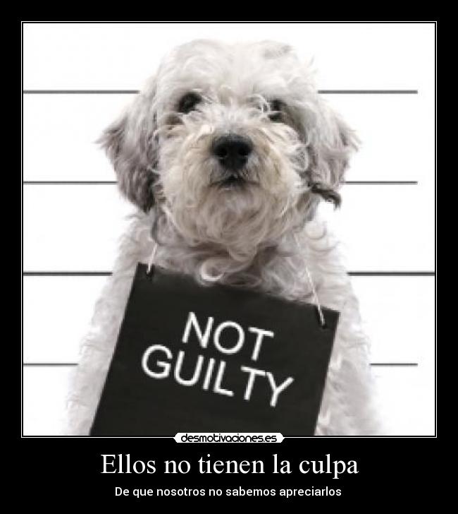Ellos no tienen la culpa - De que nosotros no sabemos apreciarlos