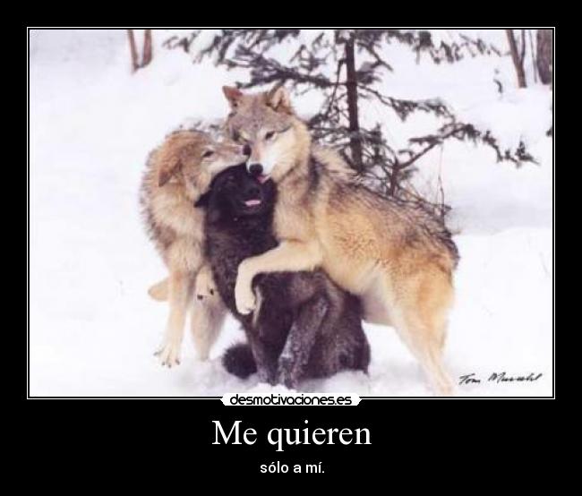 Me quieren - sólo a mí.
