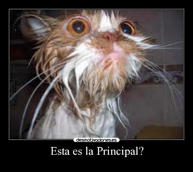 Esta es la Principal? -