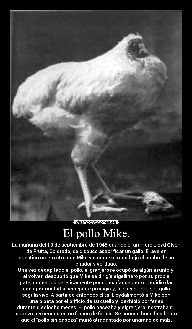 El pollo Mike. - La mañana del 10 de septiembre de 1945,cuando el granjero Lloyd Olsen
de Fruita, Colorado, se dispuso asacrificar un gallo. El ave en
cuestión no era otra que Mike y sucabeza rodó bajo el hacha de su
criador y verdugo.
Una vez decapitado el pollo, el granjerose ocupó de algún asunto y,
al volver, descubrió que Mike se dirigía algallinero por su propia
pata, gorjeando patéticamente por su esófagoabierto. Decidió dar
una oportunidad a semejante prodigio y, al díasiguiente, el gallo
seguía vivo. A partir de entonces el tal Lloydalimentó a Mike con
una pipeta por el orificio de su cuello y loexhibió por ferias
durante dieciocho meses. El pollo paseaba y elgranjero mostraba su
cabeza cercenada en un frasco de formol. Se sacóun buen fajo hasta
que el “pollo sin cabeza” murió atragantado por ungrano de maíz.