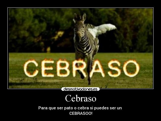 Cebraso -