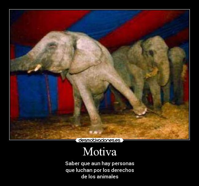Motiva - Saber que aun hay personas
que luchan por los derechos
de los animales