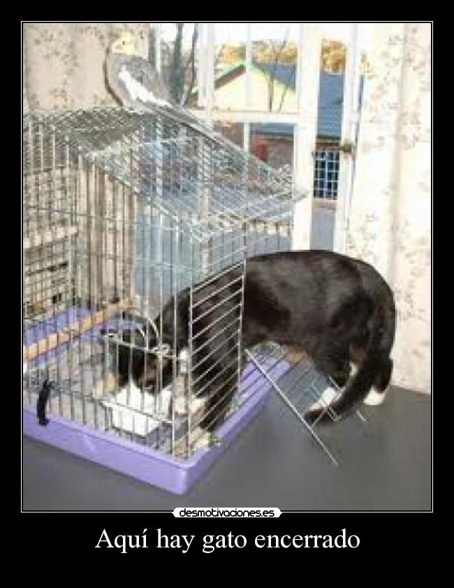 Aquí hay gato encerrado -