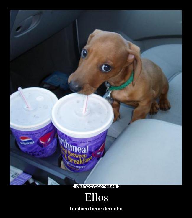 Ellos - también tiene derecho