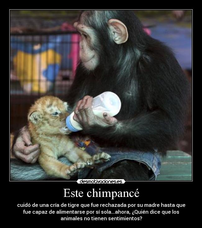 Este chimpancé - cuidó de una cría de tigre que fue rechazada por su madre hasta que
fue capaz de alimentarse por sí sola...ahora, ¿Quién dice que los
animales no tienen sentimientos?