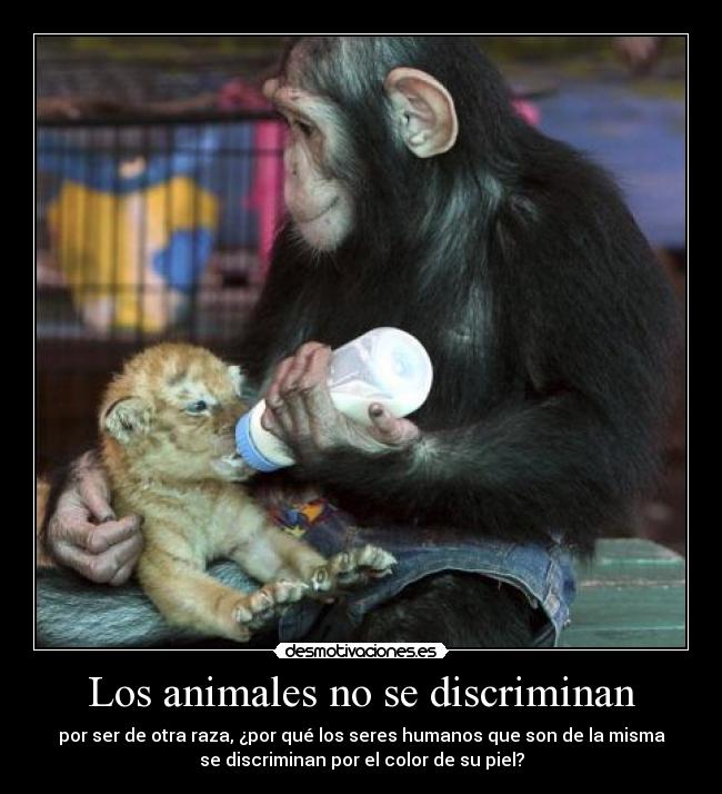 Los animales no se discriminan - por ser de otra raza, ¿por qué los seres humanos que son de la misma
se discriminan por el color de su piel?