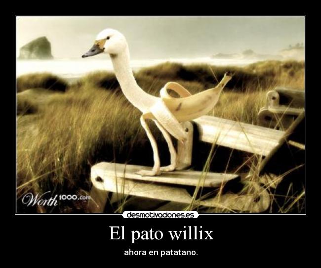 El pato willix -