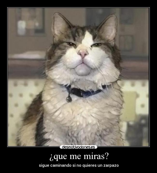 carteles gatos desmotivaciones