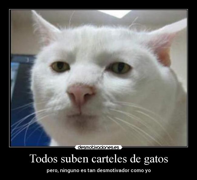 Todos suben carteles de gatos - pero, ninguno es tan desmotivador como yo