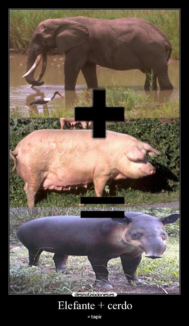 Elefante + cerdo - 
