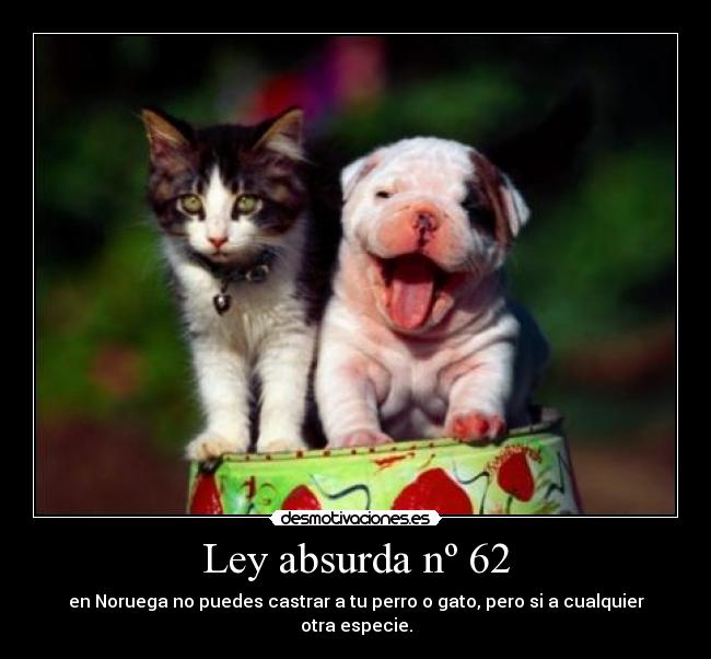 Ley absurda nº 62 - en Noruega no puedes castrar a tu perro o gato, pero si a cualquier otra especie.