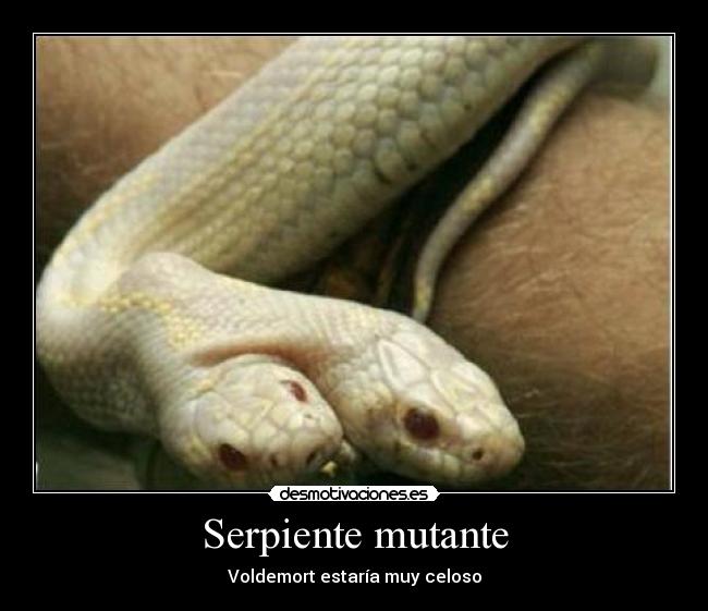 Serpiente mutante - Voldemort estaría muy celoso