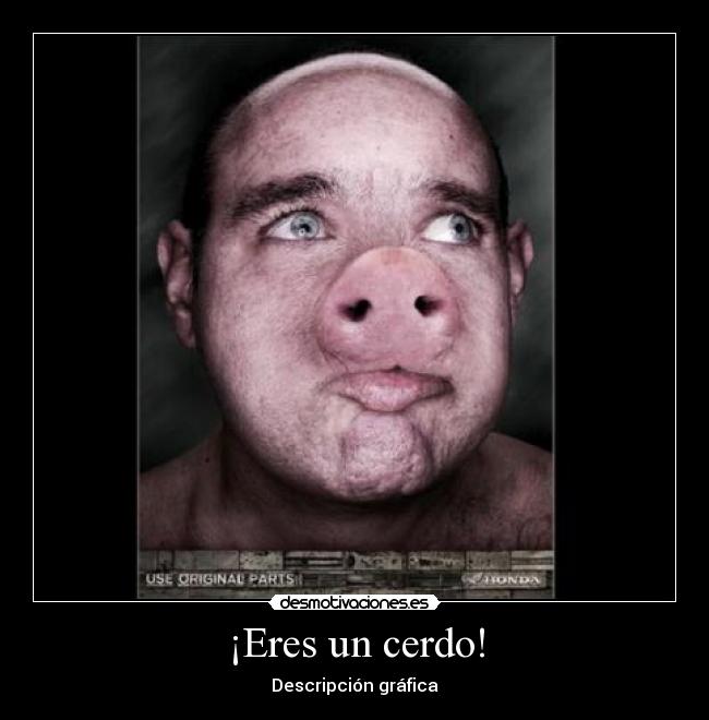 ¡Eres un cerdo! - Descripción gráfica