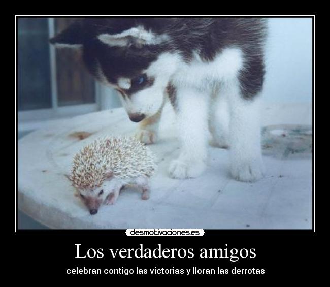 Los verdaderos amigos - 