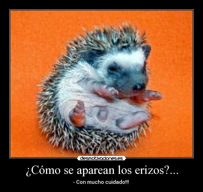 ¿Cómo se aparean los erizos?... - - Con mucho cuidado!!! 