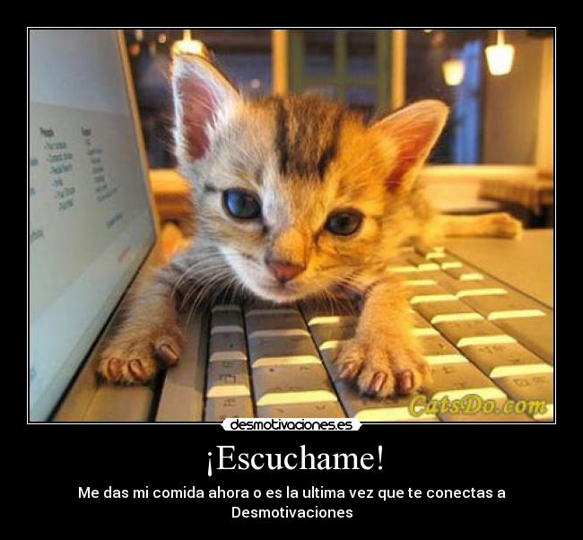 carteles gato desmotivaciones comida desmotivaciones