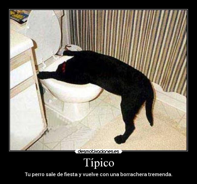 Típico - 