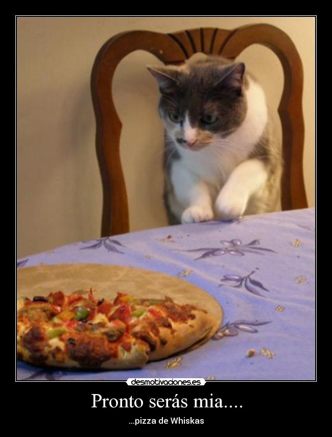 Pronto serás mia.... - ...pizza de Whiskas