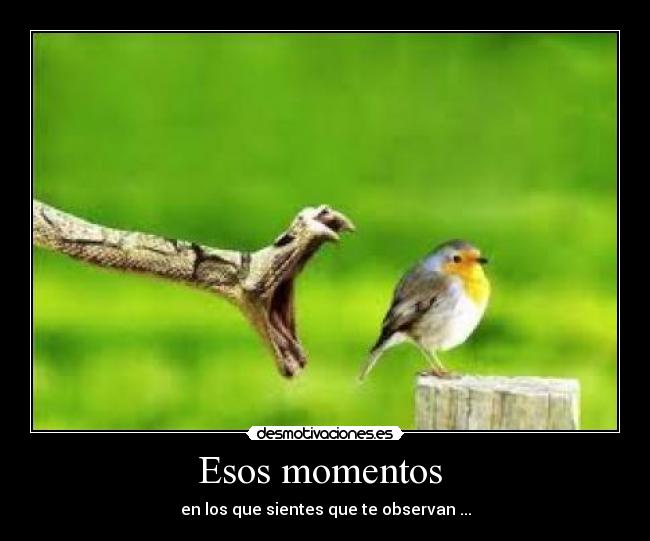 Esos momentos  - en los que sientes que te observan ...