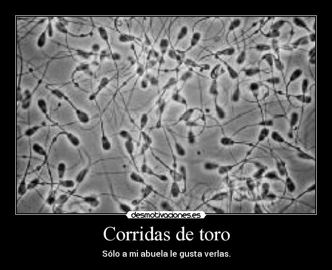 Corridas de toro - Sólo a mi abuela le gusta verlas.