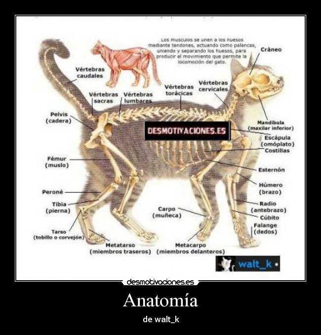 Anatomía - de walt_k