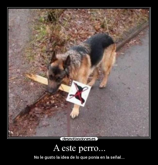 A este perro... - 