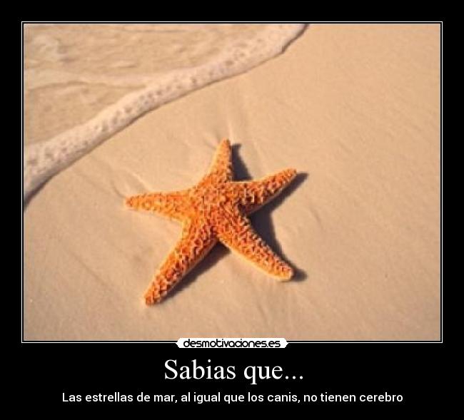 Sabias que... -