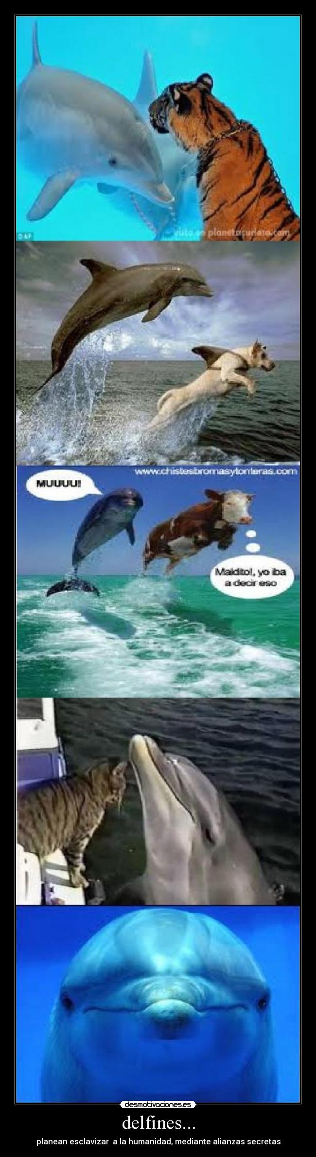 carteles delfines desmotivaciones