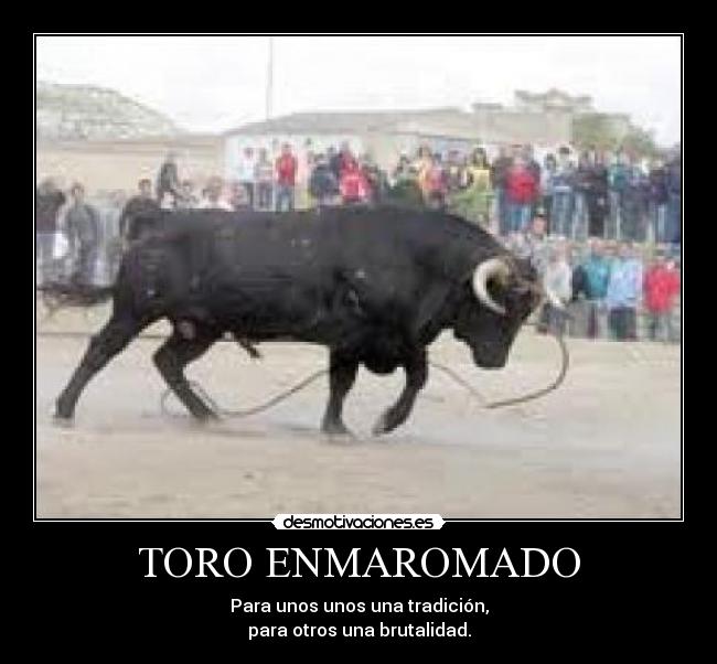TORO ENMAROMADO - Para unos unos una tradición,
para otros una brutalidad.