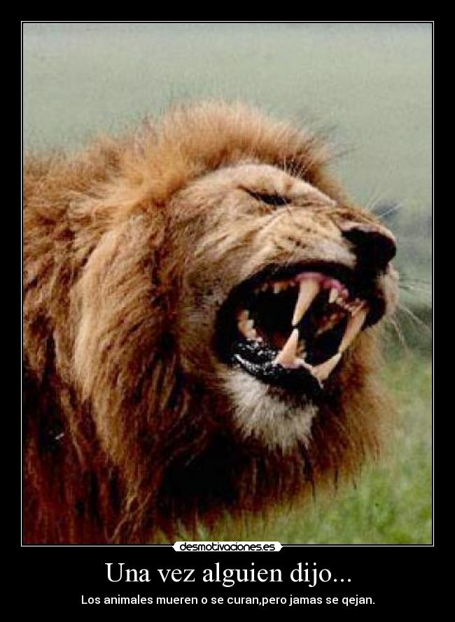 Una vez alguien dijo... - Los animales mueren o se curan,pero jamas se qejan.