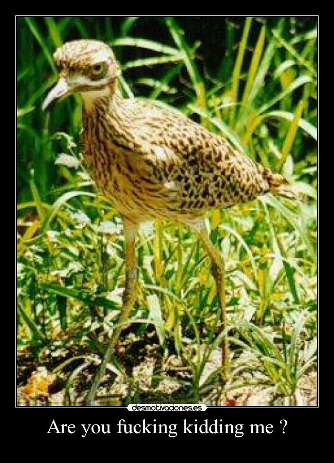 Are you fucking kidding me ? - 