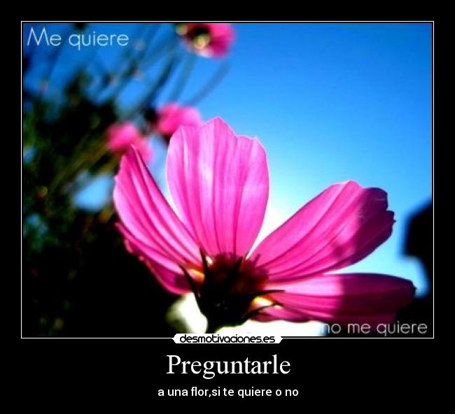Preguntarle - a una flor,si te quiere o no