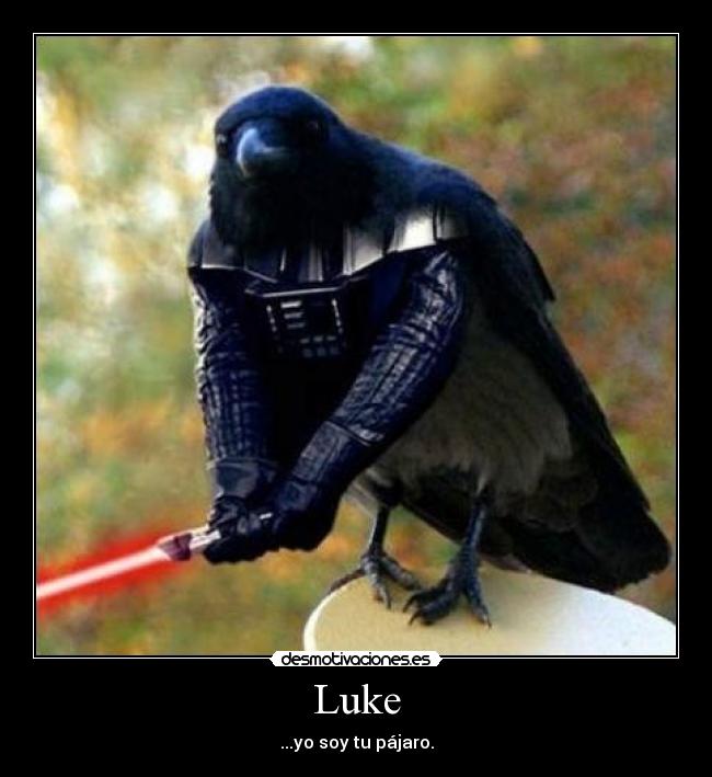 carteles pajaro luke desmotivaciones