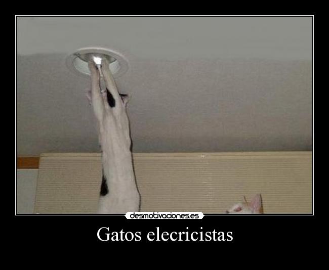 Gatos elecricistas - 
