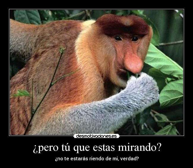 ¿pero tú que estas mirando? -