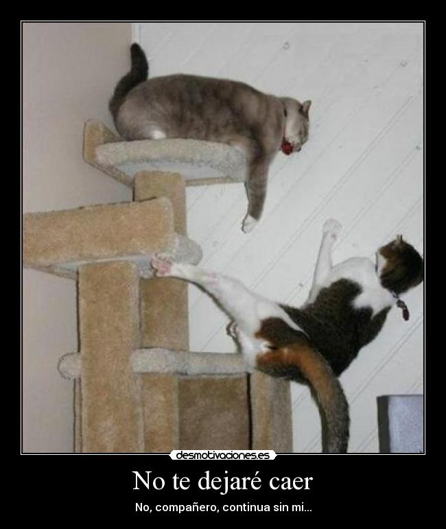 No te dejaré caer - 
